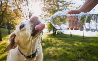 La importancia de la hidratación en mascotas durante el verano