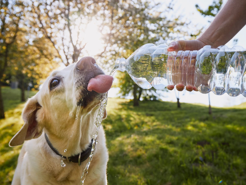 5 Actividades al aire libre con tu perro en Oviedo