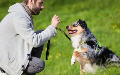 Entrenamiento básico para perros: consejos para principiantes