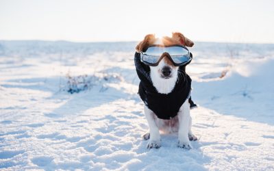 Cómo preparar a tu mascota para el invierno