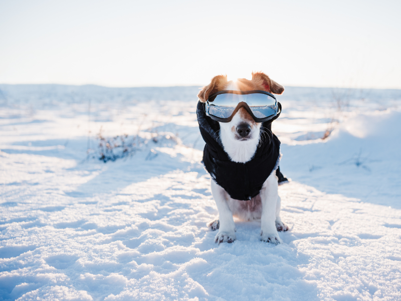 Cómo preparar a tu mascota para el invierno