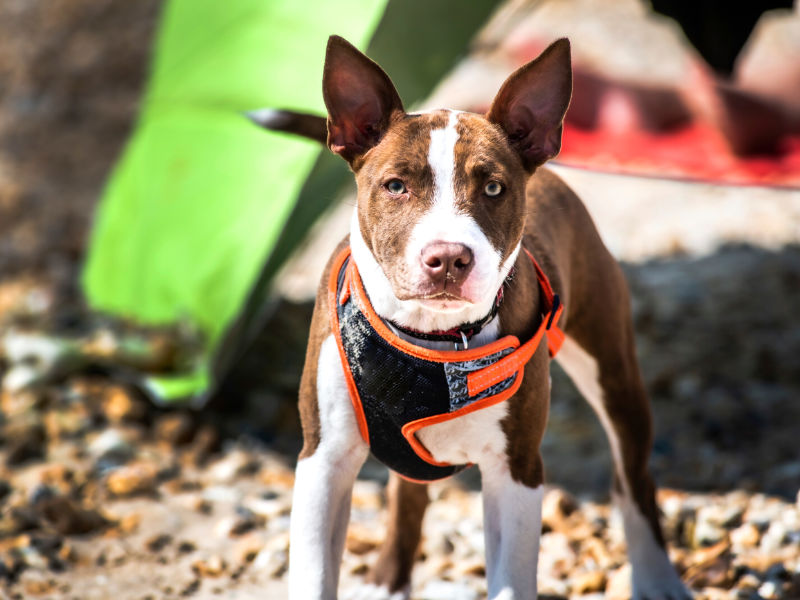 Accesorios adecuados para perros